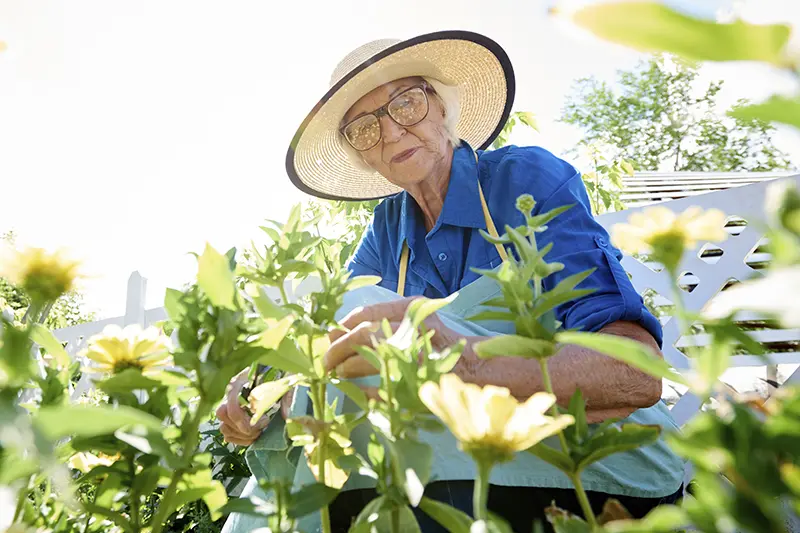 senior lady gardening